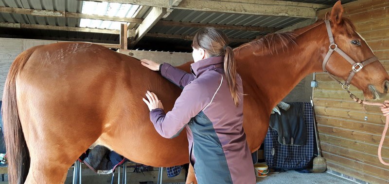 Equine Physiotherapy