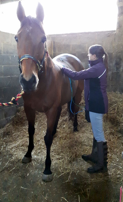 Equine Physiotherapy